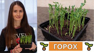 МІКРОЗЕЛЕНЬ 🌱 ГОРОХУ 🍀 ВИРОЩУВАННЯ МІКРОГРІНУ ГОРОХУ 🌱