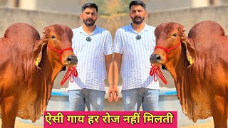 👍ऐसी गाय हर रोज नहीं मिलती। गिर और गिरलैंडो 35 दूध वाली गाय। 3 Cow For Sale Satguru Dairy Farm