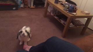 Cute bunny rabbit 🐰🐰 comes for cuddles when called