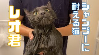 長毛種　猫のシャンプーはすごく大変です、、、長毛種を飼いたい人は必見！【ノルウェージャンフォレストキャット】