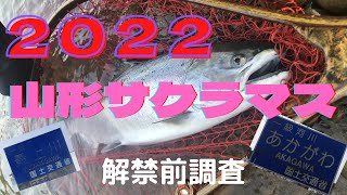 【2022年】山形県サクラマス解禁へ向けての現況レポート①