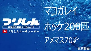 マコガレイ　ホッケ２００匹　アメマス７０㌢