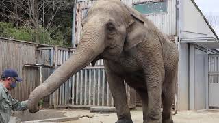 日本の孤独な象たち 宇都宮動物園のアジアゾウ(インドゾウ) スイカをモグモグする宮子さん