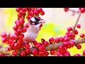 Wild birds looking for food in nature