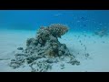 沖縄石垣島 黒島 cc にてスキューバダイビング。白砂広がる水中で癒される。 scuba diving for healing in kuroshima is. okinawa japan.