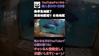 世界最大級の淡水魚ピラルクー【別府地獄巡り 白池地獄】 ＃shorts