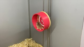 新设计的升降跑轮，仓鼠会喜欢吗？(Roborovski Hamster)