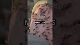 How Much Mosquitoes Can Drain All of the Human Blood! #mosquitoes #human #facts #explained #shorts