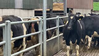 Foot bath time on the cows.ie farm