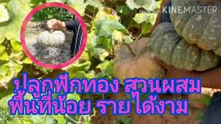 ปลูกฟักทองในสวนมะละกอใช้ที่นิดเดียวเก็บขายได้เป็นตัน Grow pumpkin in the papaya garden