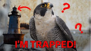 We Found A Falcon TRAPPED In Our Lighthouse!