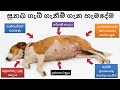 සුනඛ ගැබ් ගැනීම් පිළිබඳ සියලු විස්තර | All the details about dog pregnancies #sldogtalks #dogvideos