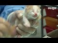 몸이 서로 붙은채로 발견 된 새끼 고양이 5마리.. 안타까운 진실ㅣfive siamese kittens are born