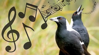 Australian Magpies Non-Stop Singing Compilation: Warbling \u0026 Carolling ( Complex Calls )