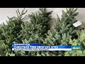 recycle your christmas tree tips from environmental services