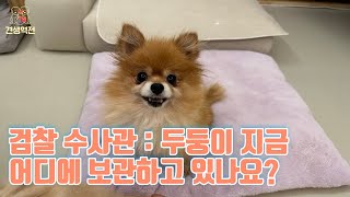 두둥이 지금 어디에 보관하고있나요? 왜 번식장에 안돌려주죠?