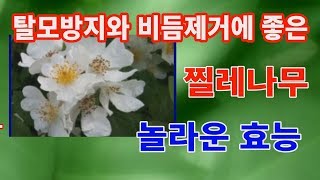 찔레나무 놀라운효능