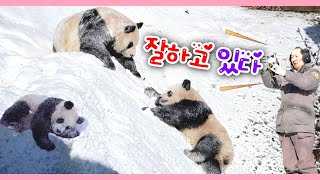 히말라야 산맥에서 빡세게 도전하는 루이바오 힘내라 25.01.11