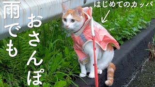 雨の日でもカッパを着てお散歩するねこ。