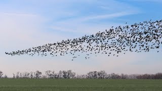 533. Husa běločelá, White-fronted Goose, Anser albifrons, Bläsgans