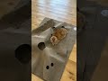 weirdest cat toy ever viral