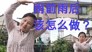 【丽的庭院生活 124】家庭菜园如何利用雨水，雨前，雨后，该怎么做？关系到种菜，养花的成长和收成！