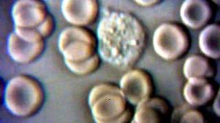 White Blood Cell At 3000X Magnification!