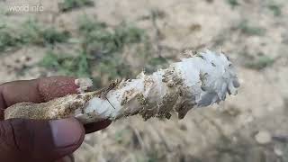 Mushrooms hunting in Pakistan | collecting fungi and mushrooms | edible mushrooms vs not edible