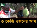 ৩ কেজি ওজনের সুমিষ্ট আম উৎপাদন হচ্ছে নাটোরে