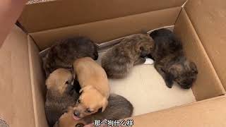 狗市偶遇稀有“伯恩山犬”，大哥开价4500一条，这种品种太值了 狗场 狗市 伯恩山 伯恩山犬