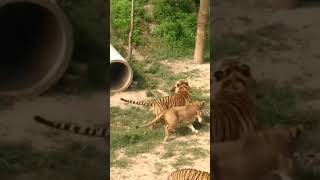 Tiger VS lion:老虎狮子抢食，老虎获胜The lion and the tiger scrambled for food, but the lion lost