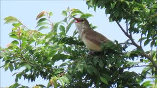 今年もオオヨシキリがやって来た！：大葦切：Acrocephalus arundinaceus：Great reed warblerー芦屋市ー2019 05 15