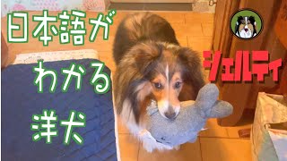 【シェルティ】日本語がわかる洋犬【フランス田舎暮らし】