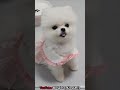 강아지에게 사료를 두 알만 줬더니 ㅋㅋ ❤️ 쥬리 강아지 pomeranian 반려견