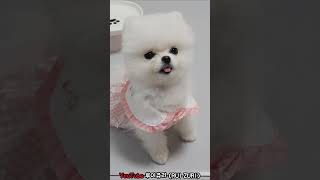 강아지에게 사료를 두 알만 줬더니 ㅋㅋ ❤️ (쥬리) #강아지 #pomeranian #반려견