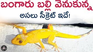 INTERESTING Facts About Golden Lizard in Telugu | Latest News and Updates | Telugu Panda