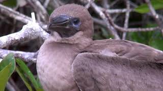 2   Suivez notre saga naturaliste au Galapagos – Aujourd’hui  Les curieux Géospizes des Galapagos