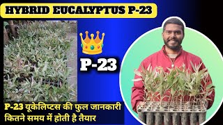 P23 यूकेलिप्टस प्लांट उपलब्ध है सबसे पहले तैयार हो जाता है P23 sefeda ll eucalyptus plants available