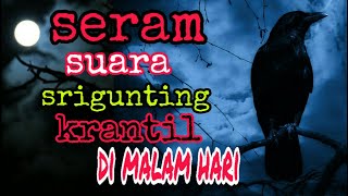 Seramnya Suara Tembakan Burung Srigunting Rambut Gimbal