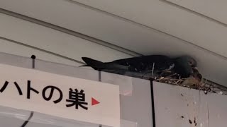 【足立区マニアック】見沼代親水公園駅前の東武バスのバス停🚏の上の鳩🕊️ポッポの親子