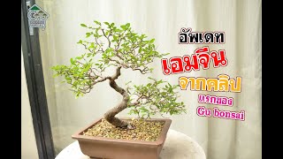 Gu Bonsai Workshop : อัพเดทเอมจีน จากคลิปแรก