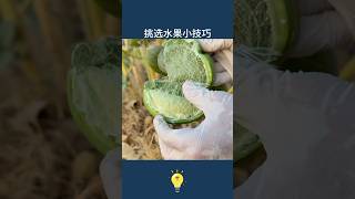 把水果老闆都挑哭了-10種水果挑選小技巧 Tips for choosing 10 kinds of fruits #生活小妙招 #科普 #生活方式 #技巧 #lifestyle #lifehacks