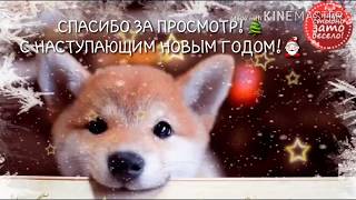 VLOG 31.12.17 ПРЕДНОВОГОДНЯЯ СУМАТОХА И МОЯ АЛКО ЕЛКА🎄😂