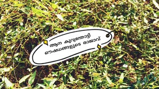 ആന കുറുന്തോട്ടി🌿 ഔഷധങ്ങളുടെ രാജാവ് 🌿