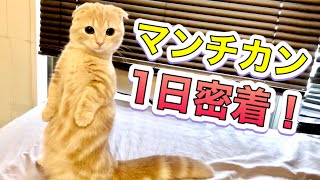 短足マンチカンの子猫に１日密着したら可愛すぎて疲れた。