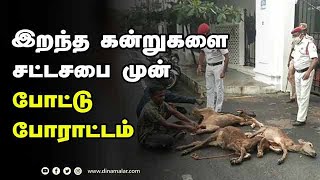 இறந்த கன்றுகளை சட்டசபை முன் போட்டு போராட்டம் Komari Disease Cow