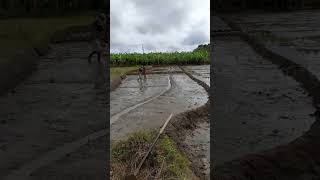 වී වගාව  වී වැපිරීමට සූදානමින් #agriculture #farming #lifestyle #srilanka #village #paddy #rice