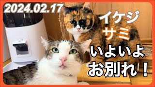 【LIVE】 2024.02.17  『イケジ』と『サミ』間も無く巣立ち！さみしくなります・TNRのため夜な夜な猫活！・里親大募集中！