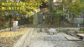 2024年11月下旬　イチョウが色付き始めました　～大宮公園小動物園のカピバラ～