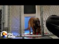 Nobody Could Touch This Very Aggressive Dog Until...💞 | The Dodo